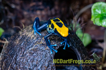 Dendrobates tinctorius "Brazilian Yellow Head"