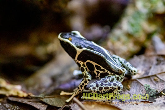 Poison Dart Frog Amphibian Stainless Steel Glitter Ombre 