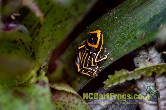 Ranitomeya summersi “Reticulated”