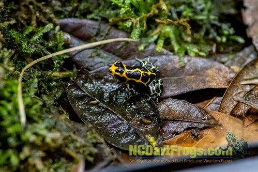 Ranitomeya imitator “Chazuta”