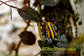 Ranitomeya sirensis “Highland”