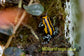 Ranitomeya sirensis “Highland”