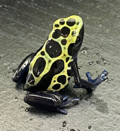 Dendrobates tinctorius "Green Sipaliwini"