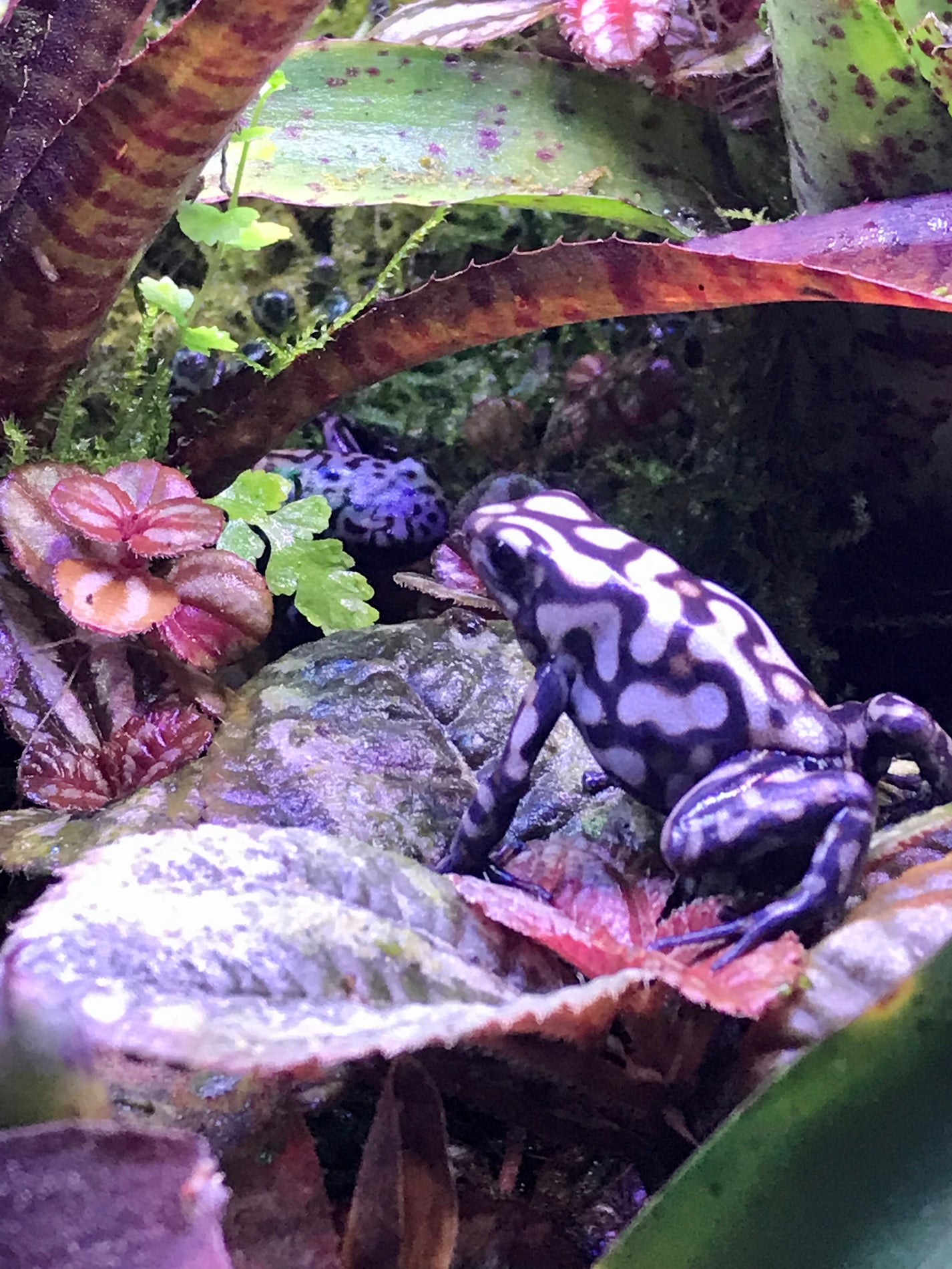 Dendrobates auratus “Peña Blanca” NCDartFrogs