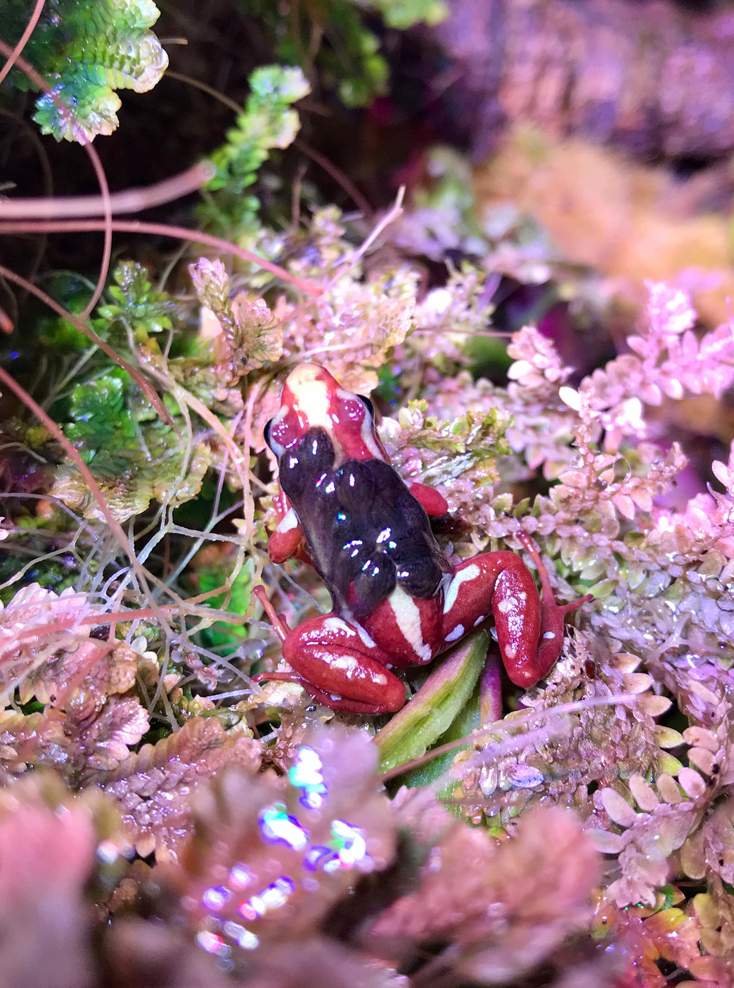 Dart Frogs – NCDartFrogs