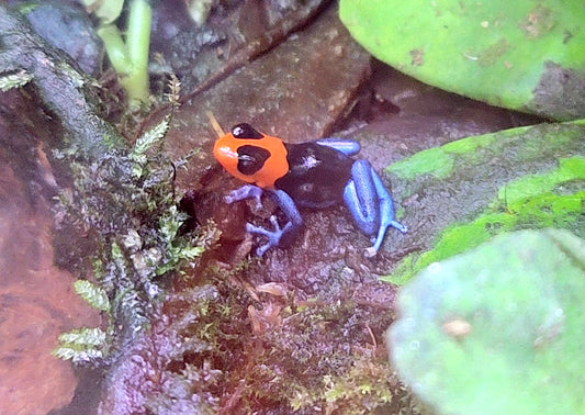 Ranitomeya benedicta “Pampa Hermosa”