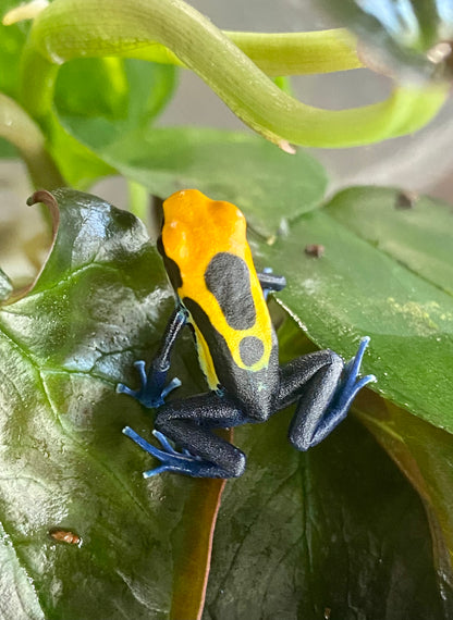 Dendrobates tinctorius "Brazilian Yellow Head"