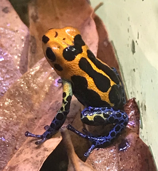 Ranitomeya imitator “Varadero”