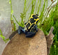 Dendrobates tinctorius "Bakhuis"