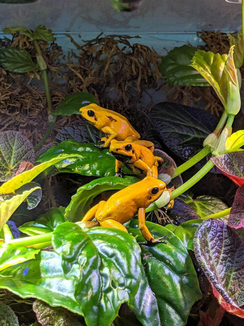 Phyllobates terribilis &ldquo;Blackfoot Orange&rdquo; – NCDartFrogs