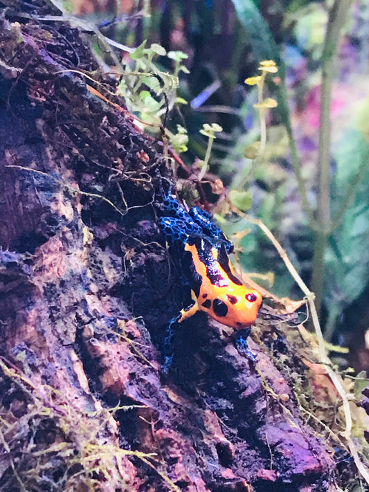 Ranitomeya imitator “Varadero”