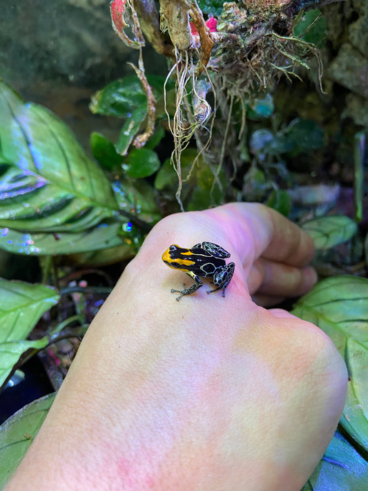 Ranitomeya fantastica “Lowland”