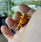 Phyllobates terribilis "Blackfoot Orange"